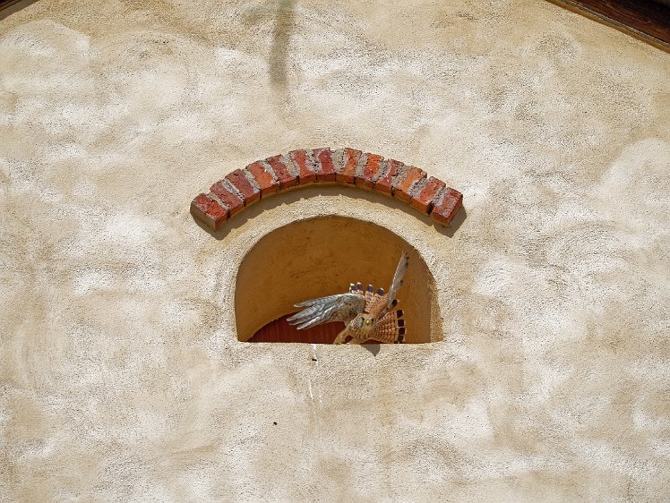 Kestel in the Vosges